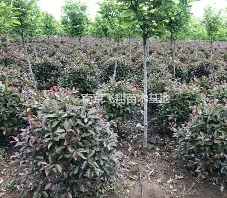 紅葉石楠