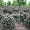 紅葉石楠