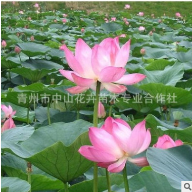 優質荷花批發 基地直銷 水生花卉 質優價廉
