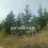 處理大雪松
