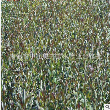 【超實惠】優質水蠟小苗 水蠟價格 水蠟批發 水蠟基地