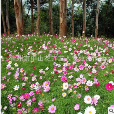 波斯菊批發 城市綠化 花海工程 宿根花卉波斯菊