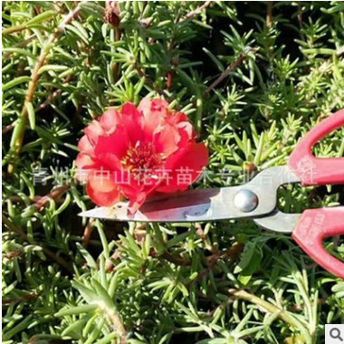 基地直銷半枝蓮批發 混色種植 大花馬齒莧杯苗