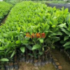 廣州馬占相思小苗大量低價供應