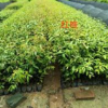 廣東紅椎小苗大量低價供應