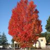 紅楓