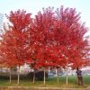 高接紅楓