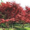紅楓