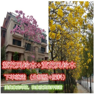 正宗巴西風鈴木黃花風鈴木紫花風鈴木樹苗綠化樹苗家種樹苗