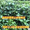 小葉香樟樹苗木庭院行道風景綠化樹苗四季常青南北方種植