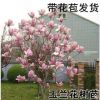 白廣玉蘭花樹苗帶芽發貨矮化嫁接紫玉蘭綠化小苗別墅庭院種植花卉