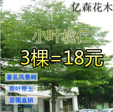 小葉欖仁樹苗 雨傘樹 細葉欖仁苗 非洲欖仁 綠化庭院遮蔭盆栽地栽