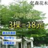 小葉欖仁樹苗 雨傘樹 細葉欖仁苗 非洲欖仁 綠化庭院遮蔭盆栽地栽