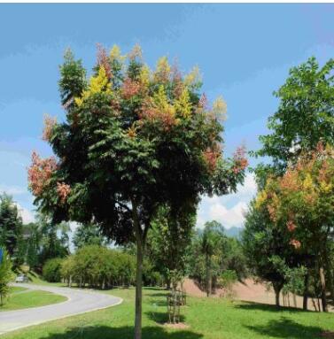 欒樹苗南方北方種植黃山欒庭院地栽北京欒苗園林綠化工程苗木