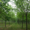 白蠟 白蠟小苗 白蠟樹苗 白蠟價格 白蠟基地 白蠟苗圃