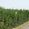 優質北海道黃楊批發