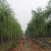 供應速生柳樹苗，金枝垂柳，饅頭柳，速生柳，品種齊全