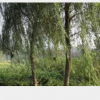 江蘇沭陽恒景園林長期大量供應垂柳，量大從優(yōu)