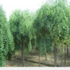 供應國槐，黃金槐，金枝槐，垂槐，槐樹，刺槐，規(guī)格齊全