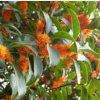 高檔桂花 金桂 八月桂 丹桂 朱砂桂 狀元紅 桂花小苗 四季
