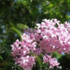 出售丁香小苗