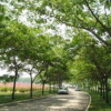 供應各種規(guī)格優(yōu)質(zhì)楓楊，量多優(yōu)惠