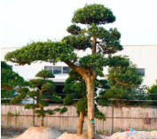 造型羅漢松