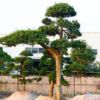造型羅漢松