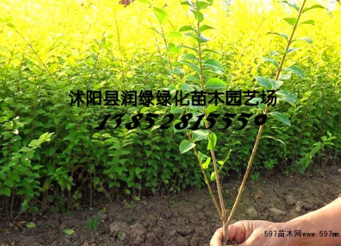 金葉女貞