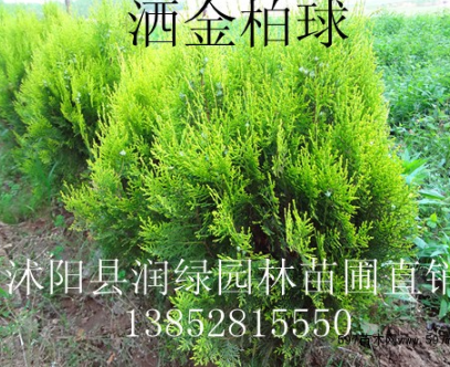 灑金柏球