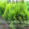 灑金柏球