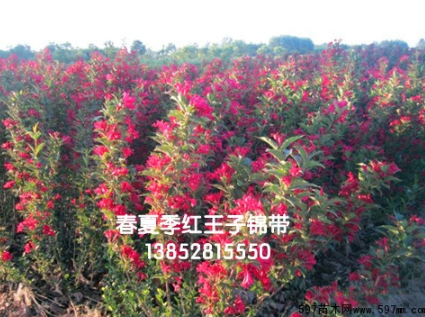 紅王子錦帶