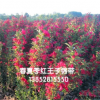 紅王子錦帶