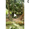福建大量精品蒲葵桿高1-6米，土地到期，便宜處理