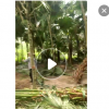 福建百畝精品蒲葵桿高1-6米，低價處理，自家貨源，量大從優