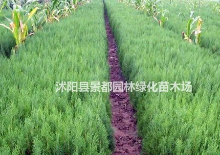 供應(yīng)綠化苗側(cè)柏、金絲桃、海桐、石榴、紅天竹多個(gè)品種