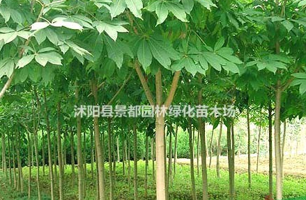 綠化苗木紅花七葉樹