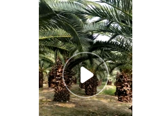 福建800畝基地粗壯加拿利海棗桿高1-4米低價處理，成活率高