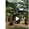 福建800畝基地粗壯加拿利海棗桿高1-4米低價處理，成活率高
