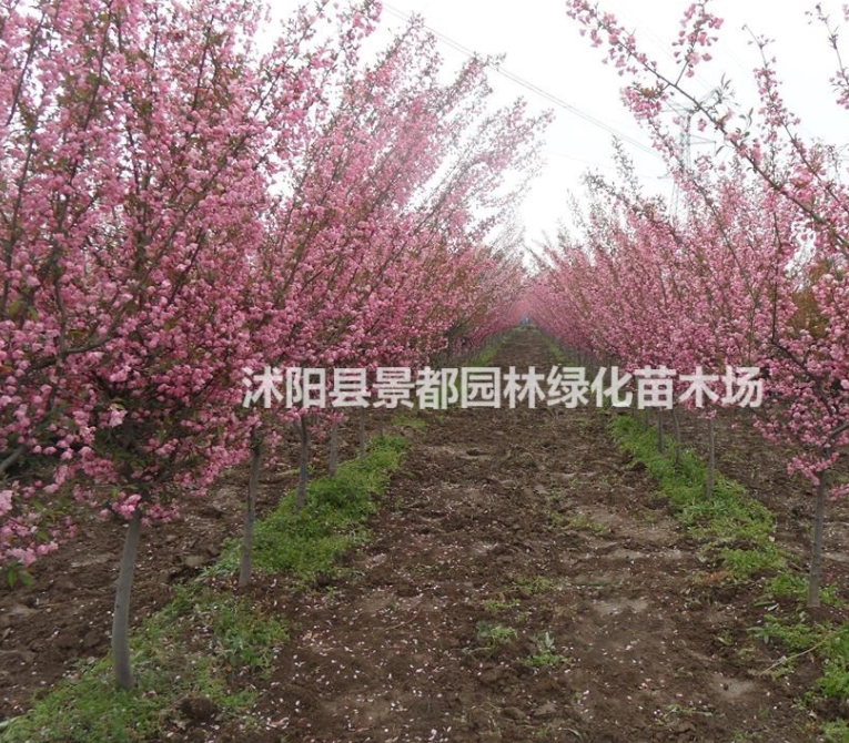供應(yīng)觀花植物綠化苗西府海棠 西府海棠小苗