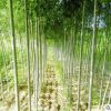 種植基地直銷苗木 工程綠化苗白蠟街道綠化陽性樹種喜光