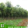基地直銷廣玉蘭 16公分廣玉蘭 優質廣玉蘭 規格齊全
