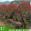 苗圃精品紅葉石楠 8-10公分紅葉石楠 多規格紅葉石楠