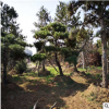 歡迎來基地考察選購景松 根系發(fā)達(dá)造型美觀各種造型油松