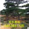 熱銷造型黑松 造型黑松 歡迎實地考察 多年生造型黑松