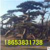 熱銷常綠性造型油松 各種規(guī)格造型油松 歡迎實地考察