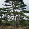 長期銷售各種易成活平頂松 造型美觀平頂松 景觀綠化松