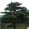 基地常年供應(yīng)華山松 多年種植經(jīng)驗 根系發(fā)達(dá)易成活華山松
