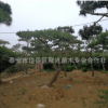 山東園藝場經銷批發景松 低價供應各種規格造型景區景松