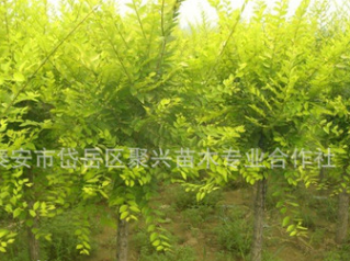 供應高桿金葉槐 包成活造型獨特金葉槐 現貨 道路綠化金葉槐